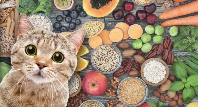 Healthy Homemade cat food