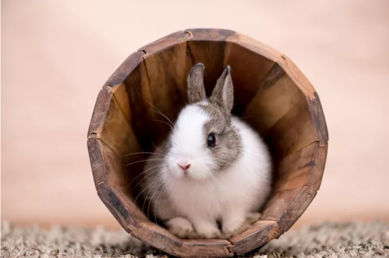 Rabbit Flea treatment